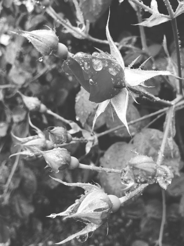 Black and White Photograph of Rose Buds.