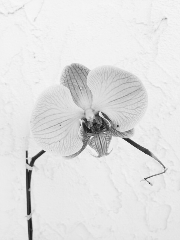 Black and White Photograph of an Orchid.